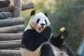 Panda eating apples