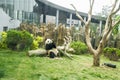 The panda Royalty Free Stock Photo