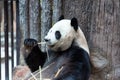 Panda eating bamboo, Chiang Mai Zoo Royalty Free Stock Photo