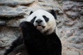 Panda eating bamboo, Chiang Mai zoo Royalty Free Stock Photo