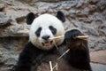 Panda eating bamboo, Chiang Mai zoo Royalty Free Stock Photo