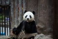 Panda eating bamboo, Chiang Mai zoo Royalty Free Stock Photo