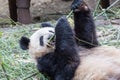 Panda eating bamboo closeup Royalty Free Stock Photo