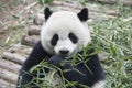 Panda eating bamboo (Giant Panda) Royalty Free Stock Photo