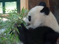 the panda is eating bamboo by himself in the zoo enclosure