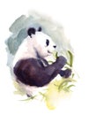 Panda Eating Bamboo Leaves Watercolor Animal Illustration Hand Painted