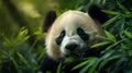 A panda eating bamboo in a lush forest Royalty Free Stock Photo
