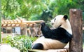 Panda eating bamboo on platform Royalty Free Stock Photo