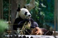 Panda eating bamboo Royalty Free Stock Photo