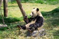 Panda eating bamboo Royalty Free Stock Photo