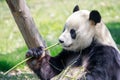 Panda eating bamboo Royalty Free Stock Photo