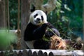 Panda eating bamboo Royalty Free Stock Photo