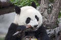 Panda Eating a Bamboo Shoot Royalty Free Stock Photo