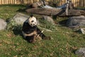 Panda In Toronto Zoo