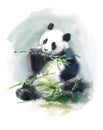 Panda Eating Bamboo Watercolor Animal Illustration Hand Painted