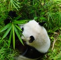 A panda Royalty Free Stock Photo