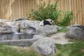 Panda enclosure at the Toronto Zoo, enjoy the sun on the rocks Royalty Free Stock Photo