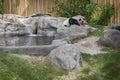 Panda enclosure at the Toronto Zoo, enjoy the sun on the rocks Royalty Free Stock Photo