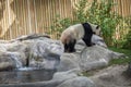 Panda enclosure at the Toronto Zoo, enjoy the sun on the rocks Royalty Free Stock Photo
