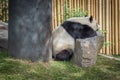 Panda enclosure at the Toronto Zoo, enjoy the sun on the rocks Royalty Free Stock Photo