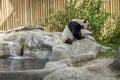 Panda enclosure at the Toronto Zoo, enjoy the sun on the rocks