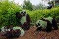Panda family from thuja plants Royalty Free Stock Photo