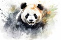 Panda fur asia mammal black china wildlife animal cute wild bear background white nature Royalty Free Stock Photo