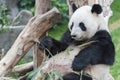 Panda Royalty Free Stock Photo