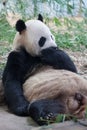 panda Royalty Free Stock Photo