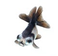 Panda goldfish isolated on white background Royalty Free Stock Photo