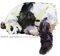 Panda hand draw watercolor illustration