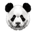 Panda head