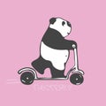 Panda in a hurry rides a scooter. Pink background