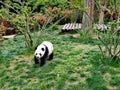 Panda @ Jinan Wildlife World, Shandong China