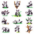 Panda kid vector bearcat character or chinese bear child playing or eating bamboo illustration set of cartoon giant Royalty Free Stock Photo