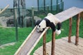 Panda lay down the slipper chair