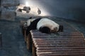 Panda laying in a zoo,ailuropoda melanoleuca