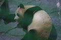 Panda laying in a zoo,ailuropoda melanoleuca