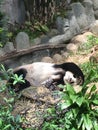 Panda lazing under the Sun