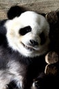 Panda `Liang Liang` is taking a nap Royalty Free Stock Photo