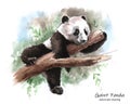 Panda lying on a tree branch, watercolor graphic Royalty Free Stock Photo