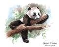 Panda lying on a tree branch, watercolor graphic