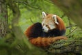 Panda lying on the tree with green leaves. Ailurus fulgens, red panda, detail face portrait of animal from Nepal mountain forest. Royalty Free Stock Photo