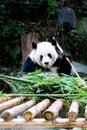 Panda lying on a wooden platform eating bamboo Royalty Free Stock Photo