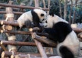 Panda mother and cub at Chengdu Panda Reserve Chengdu Research Base of Giant Panda Breeding in Sichuan, China. Royalty Free Stock Photo