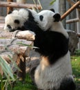 Panda mother and cub at Chengdu Panda Reserve Chengdu Research Base of Giant Panda Breeding in Sichuan, China.