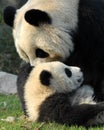 Panda mother and cub at Chengdu Panda Reserve Chengdu Research Base of Giant Panda Breeding in Sichuan, China. Royalty Free Stock Photo