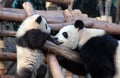 Panda mother and cub at Chengdu Panda Reserve Chengdu Research Base of Giant Panda Breeding in Sichuan, China.