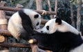 Panda mother and cub at Chengdu Panda Reserve Chengdu Research Base of Giant Panda Breeding in Sichuan, China. Royalty Free Stock Photo