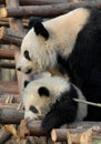 Panda mother and cub at Chengdu Panda Reserve Chengdu Research Base of Giant Panda Breeding in Sichuan, China.